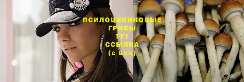 Псилоцибиновые грибы Cubensis  наркота  Пустошка 